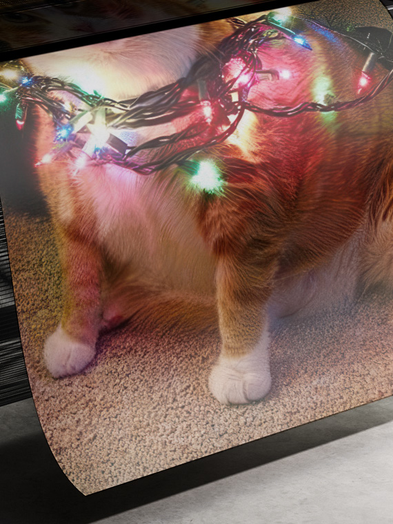 Кот и гирлянда