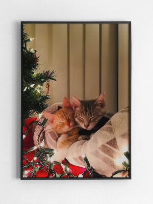 Уютные котики в Новый Год