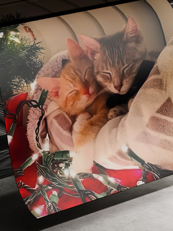 Уютные котики в Новый Год