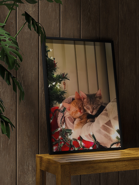 Уютные котики в Новый Год