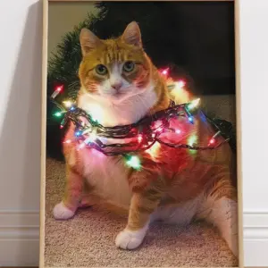 Котик в гирлянде