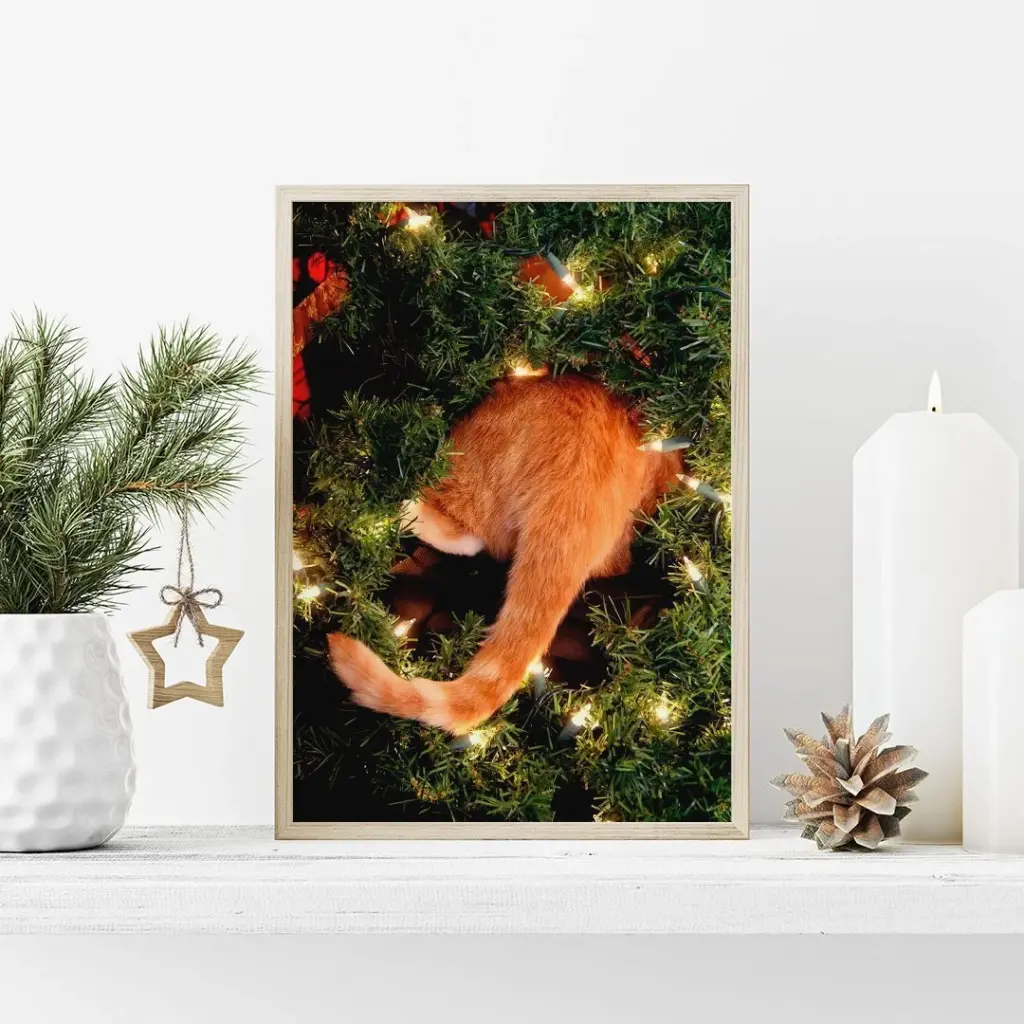 Рыжий кот